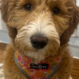 Goldendoodle All Grown Up from Dawnie’s Doodles