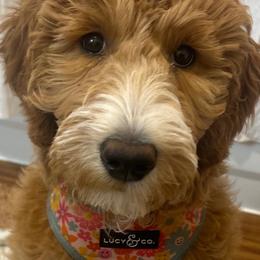 Goldendoodle All Grown Up from Dawnie’s Doodles