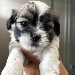 Mal-Shi puppies from Malshipoos
