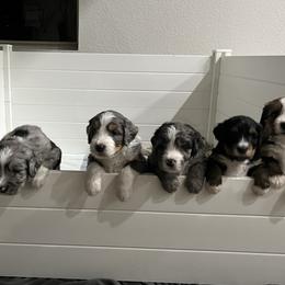 Bernedoodles from Safe Havynn Doodles
