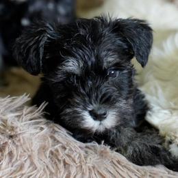 Haizey - Black and silver female Miniature Schnauzer puppy in Snowflake / Phoenix, Arizona from Snowflake Schnauzers
