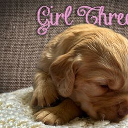 Girl 3 - Golden English Cocker Spaniel puppy in Morriston, Florida from Serendipity English Field Cockers