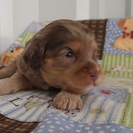 Boy 1 - Chocolate male Cavapoo puppy in Marshfield, Missouri from Clearview Kennels