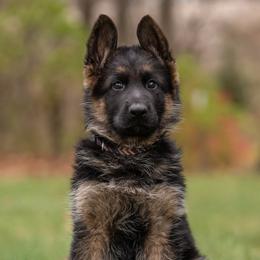 German Shepherds from Free Indeed Shepherds