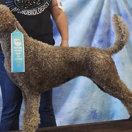 Fawn - Poodle