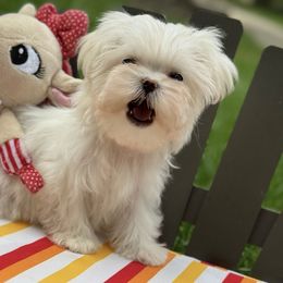 Maltese Puppies from Leona's Maltese