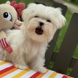 Maltese Puppies from Leona's Maltese