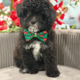 Luigi - Black and white male Cavapoo puppy in Apple Valley, California from Fletcher Fuzzy Friends