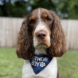 English Springer Spaniels from BlackRiver English Springer Spaniels