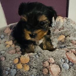 Traditional boy black head - Black and tan male Yorkshire Terrier puppy in Ohio from Britt n Cindys Yorkshire Terriers