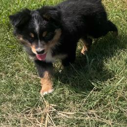 Amy - Black tri female Toy Australian Shepherd puppy in Bogata, Texas from Maple Creek Run