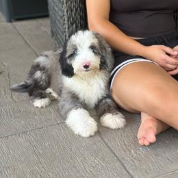 Alexander - Merle male Double Doodle puppy in Millersburg, Ohio from T Sanctum