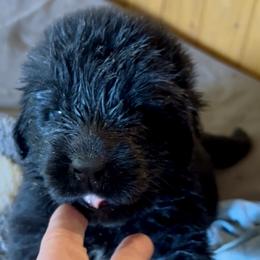 Newfoundland Puppies from Black Lions Newfoundlands