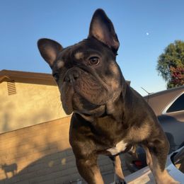 French Bulldogs from B.A.D_Frenchies