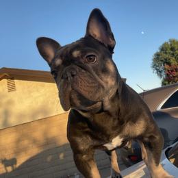 French Bulldogs from B.A.D_Frenchies