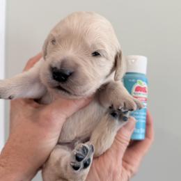 Boy 3 - Turquoise - Light golden male Golden Retriever puppy in Mc Minnville, Tennessee from Wishaw Whisky Golden Retrievers