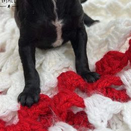 Goldendoodle and Poodle Puppies from Trammell’s Southern Pups