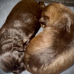 Miniature Schnauzer puppies from K&K Precious Tx schnauzers