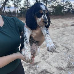 English Springer Spaniel Puppies from Cherokee Springers of NWFL
