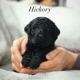 Poodle Puppies from SparrowSong Poodles