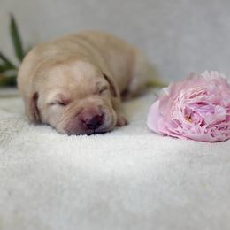 Brooke - Yellow female Labrador Retriever puppy in Sweet Home, Oregon from Knotty Creek Labradors