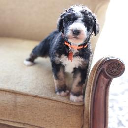 Orange collar male - Tri-color male Bernedoodle puppy in Scottsboro, Alabama from Dixie Land Doodles