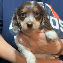 Rachel - Piebald female Dachshund puppy in Sterling, Colorado from Country Chics Doxies