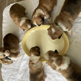 Pembroke Welsh Corgi Puppies from Mountain Adventure Farm