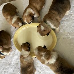 Pembroke Welsh Corgi Puppies from Mountain Adventure Farm