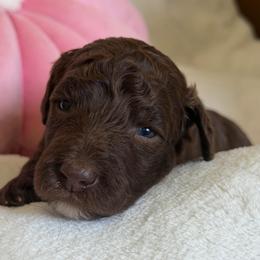 Mouse (Brown Girl) - Red  female Goldendoodle puppy in Toledo, Ohio from Avery Doodle Day LLC