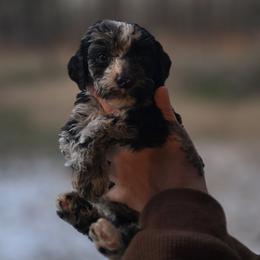 Sage - Blue merle male Aussiedoodle puppy in Wilkinsville, South Carolina from Feather Branch Farm and Kennel