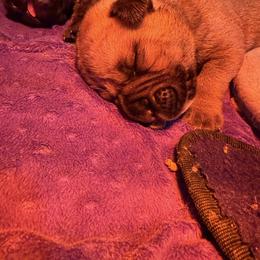 Green collar - Fawn male Bullmastiff puppy in Otisfield, Maine from Boulder Ridge Kennels