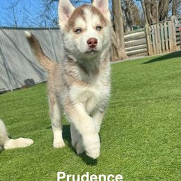Siberian Husky Puppies from Young Orchard Siberians