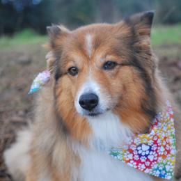 English Shepherd All Grown Up from Shepherd's Way