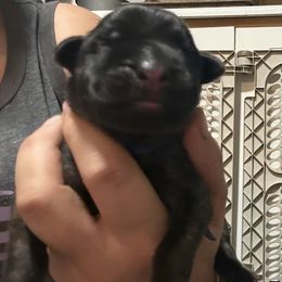 Sheldon - Blue Collar - Brindle male Mastiff puppy in Layton, Utah from 2A Mastifs