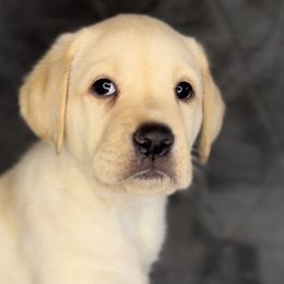 Kiara - Labrador Retriever puppy in Camden, Tennessee from Pure Heaven Labs