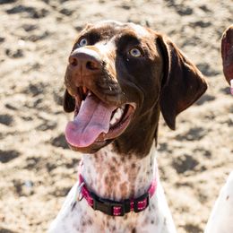 Luna - German Shorthaired Pointer