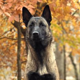 Wycked - Belgian Malinois
