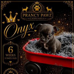 AKC Onyx - Black and white male Chihuahua puppy in Columbus, Nebraska from Prancy Pawz