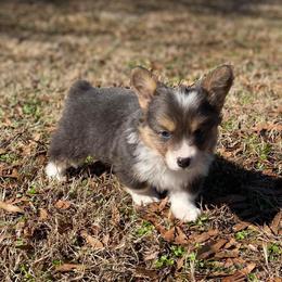 American Corgi and Pembroke Welsh Corgi Puppies from Tori’s Sassy Corgis