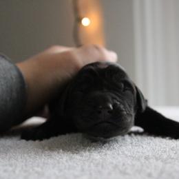 Golden Retriever and Labrador Retriever Puppies from Trenlock Kennels
