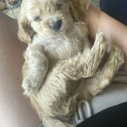 Cocker Spaniel Puppies from Aurora's Cocker Spaniels