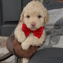 Heart - Apricot female Goldendoodle puppy in Richmond, Texas from Harper’s Heartbeats