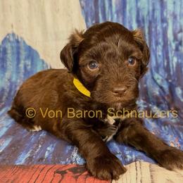 Milo AKC Rare 3,600 - Liver male Miniature Schnauzer puppy in Dayton, Texas from Von Baron Schnauzers