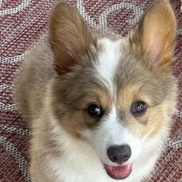 Konrad - Blue male Pembroke Welsh Corgi puppy in Cashion, Oklahoma from Shabby Chic Corgis