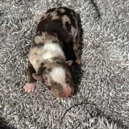 Red Merle Female - Red merle female Australian Shepherd puppy in Archie, Missouri from Beachin' Aussies