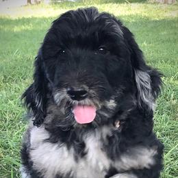Reepicheep - Merle Goldendoodle puppy in Kansas City, Missouri from Beary GoldenDoodles