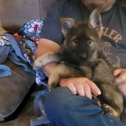 Odom's Imperium Jetzt - German Shepherd puppy from Odom's German Shepherds