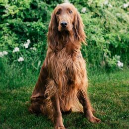 Luna - Irish Setter