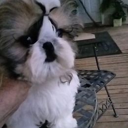 Chance - Gold and white male Shih Tzu puppy in Pleasant Hill, Missouri from Misty Dajavue Shih-Tzu